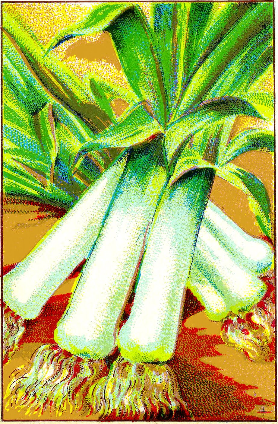 vintage vegetable clip art - photo #12