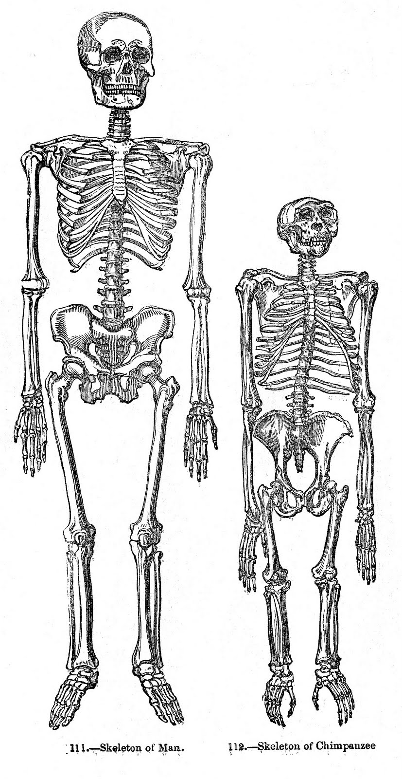 free halloween skeleton clipart - photo #17