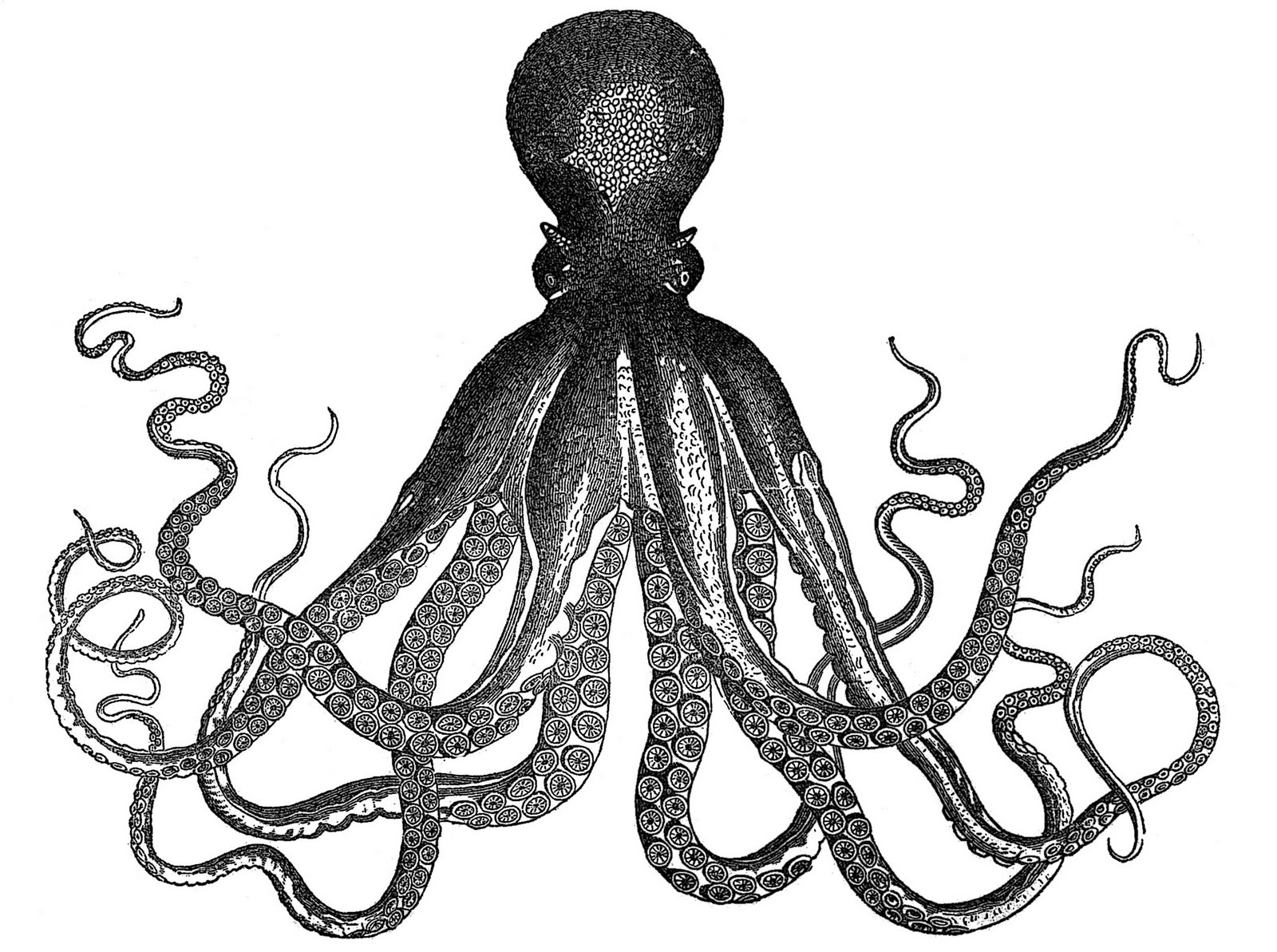 clipart of octopus - photo #14