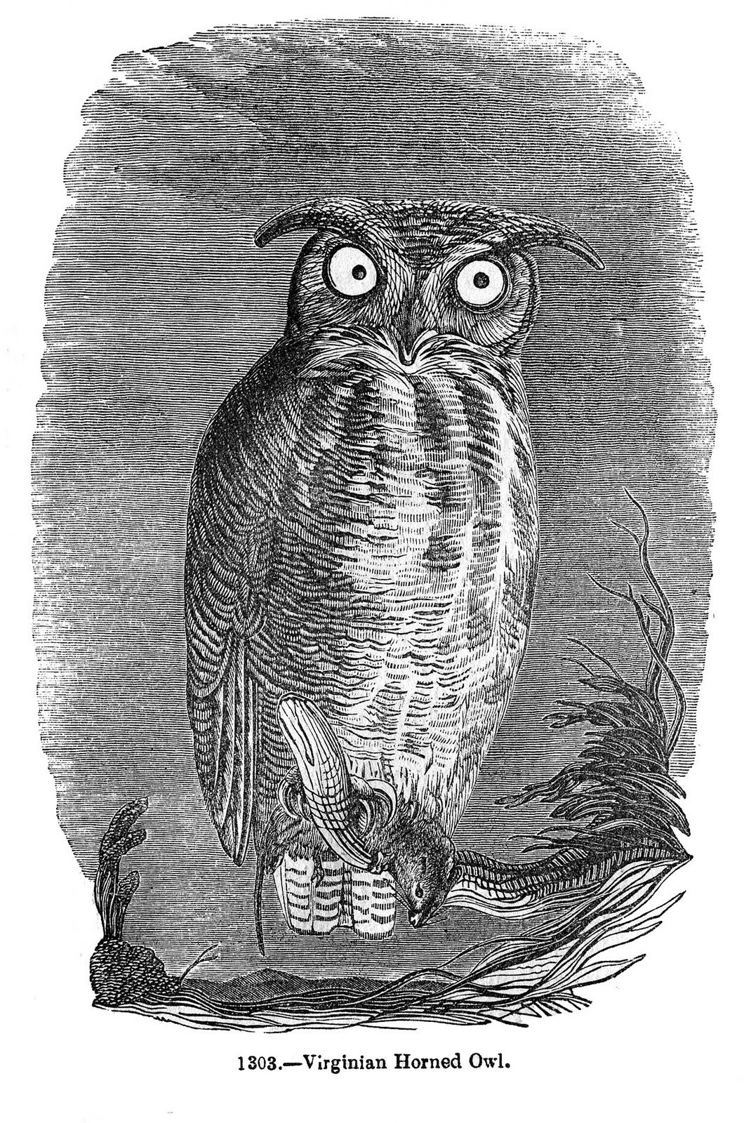 clipart vintage owl - photo #10