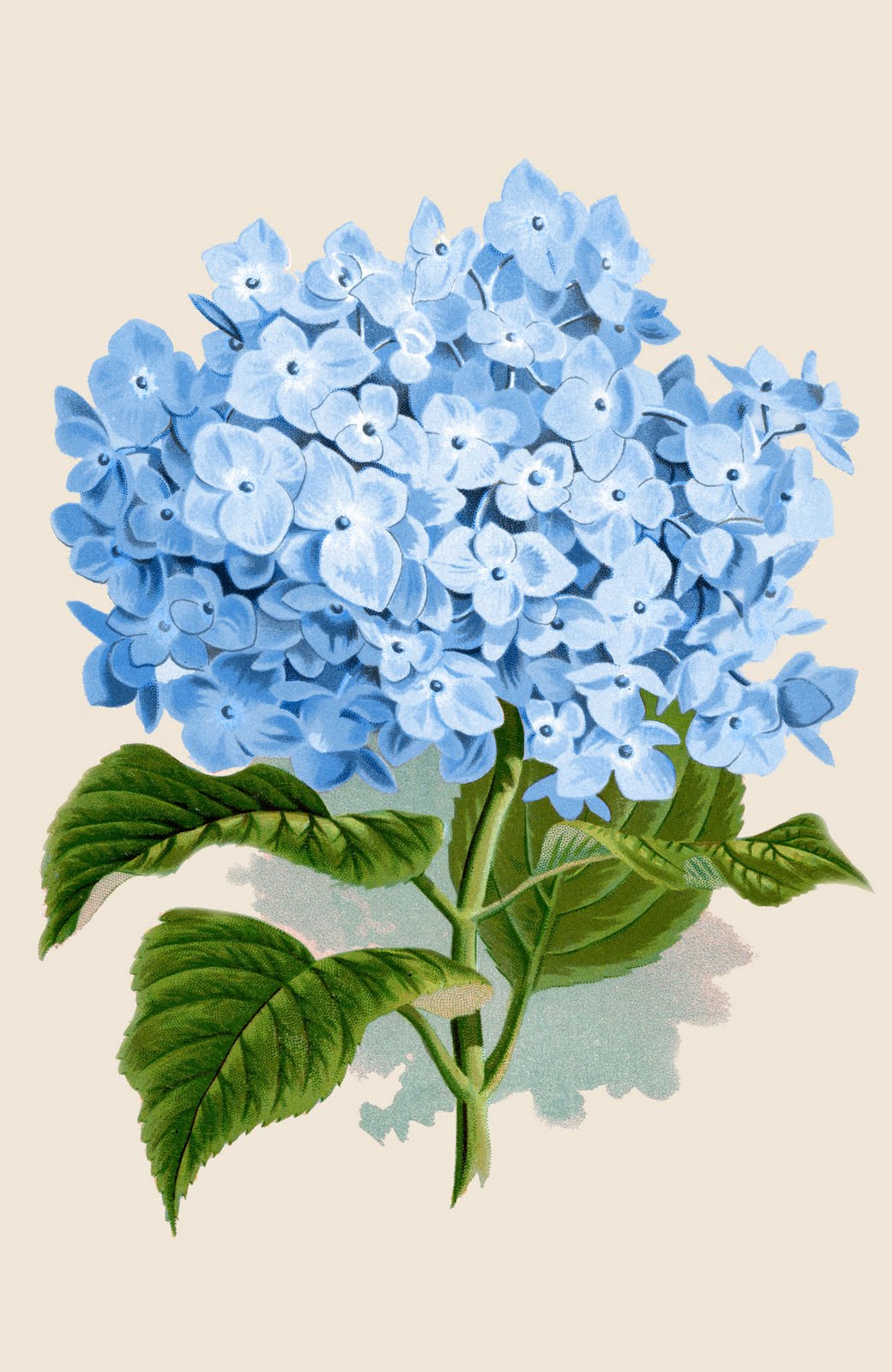 Instant Art Printable Download Blue Hydrangea Botanical The