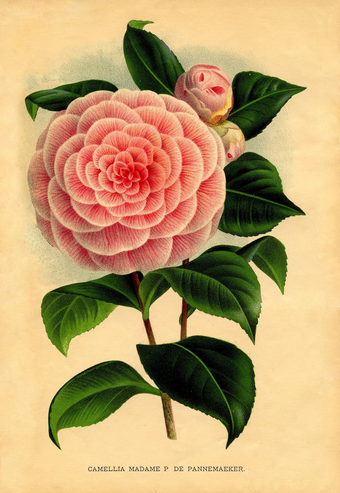 Instant Art Printable Download Pink Camellia Botanical