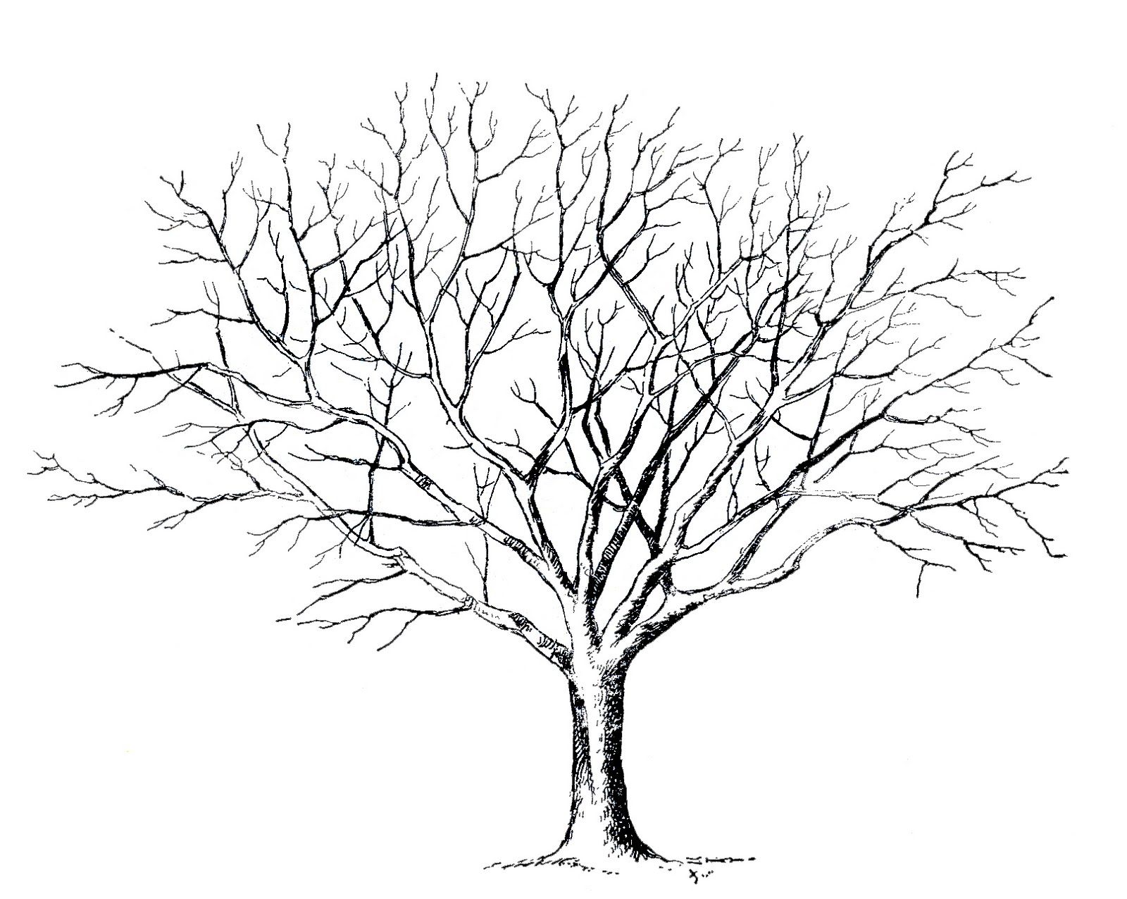 tree drawing clip art - photo #44