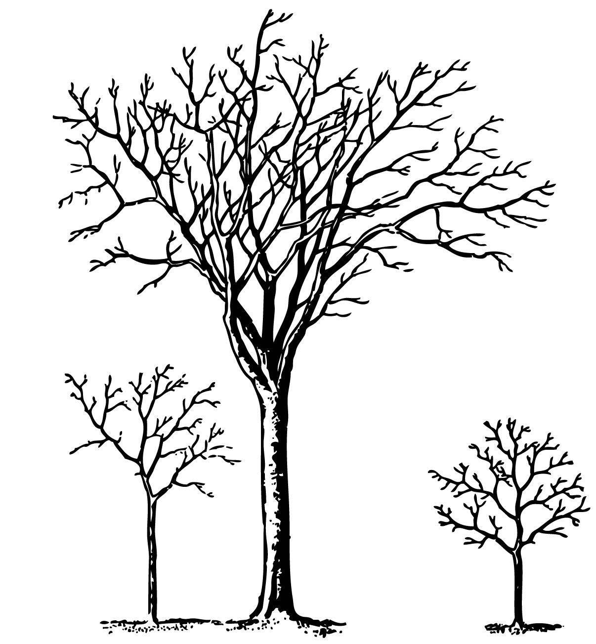 free black and white clipart of trees - photo #41