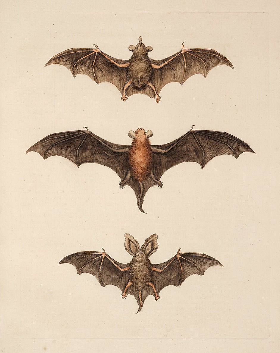 clip art halloween bat - photo #43