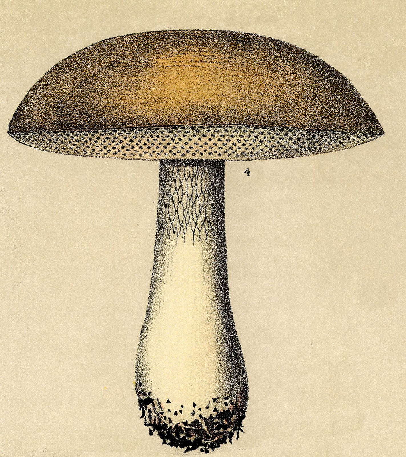 mushroom clipart black and white - photo #36