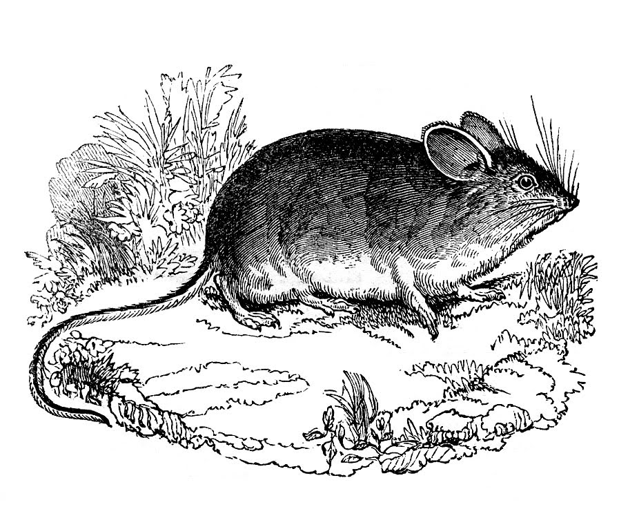 clipart mouse black and white - photo #39