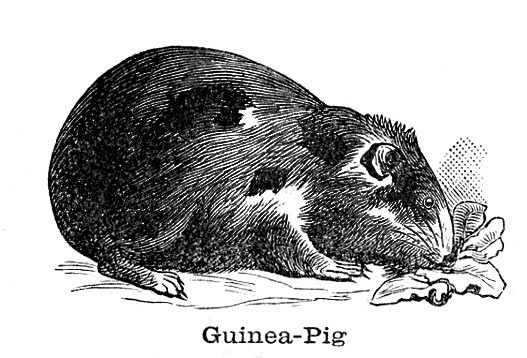 clipart guinea pig - photo #37