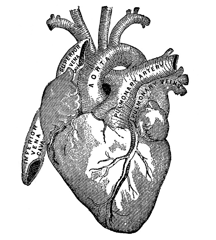 human heart clipart black and white - photo #14