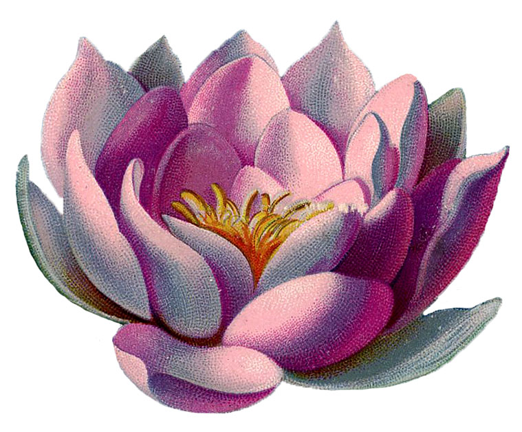 clipart water lily - photo #47