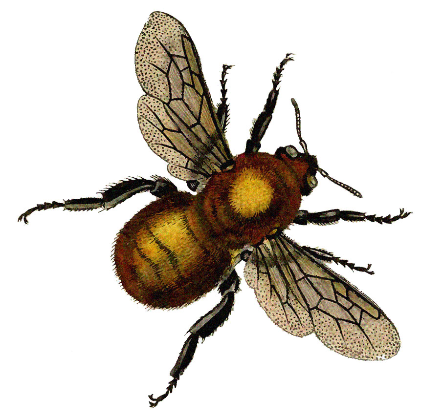 vintage insect clipart - photo #8