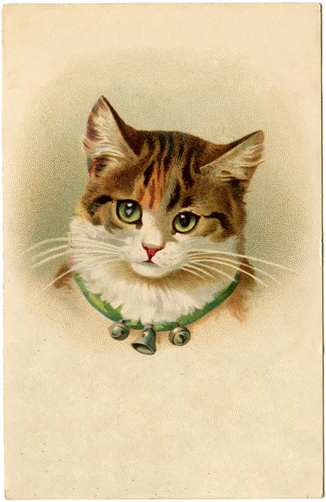 cat with bell