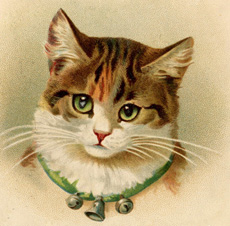 cat with bells on collar