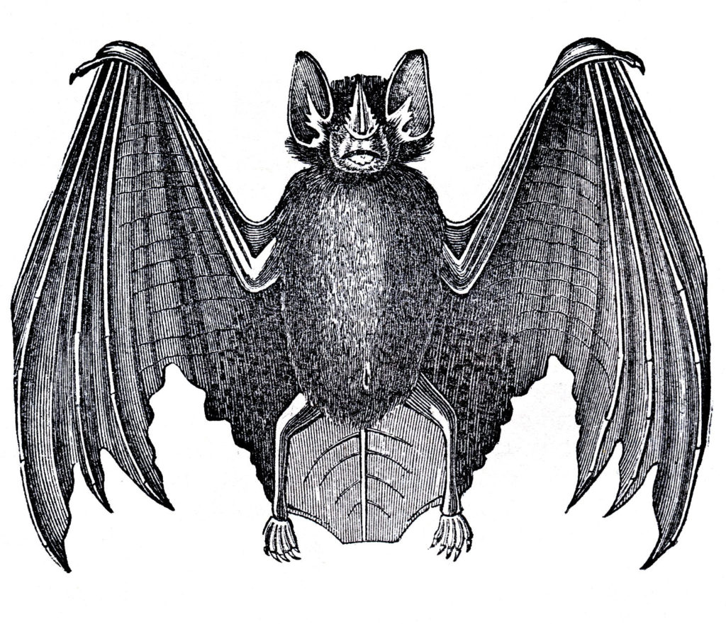 Bat Clip Art Image