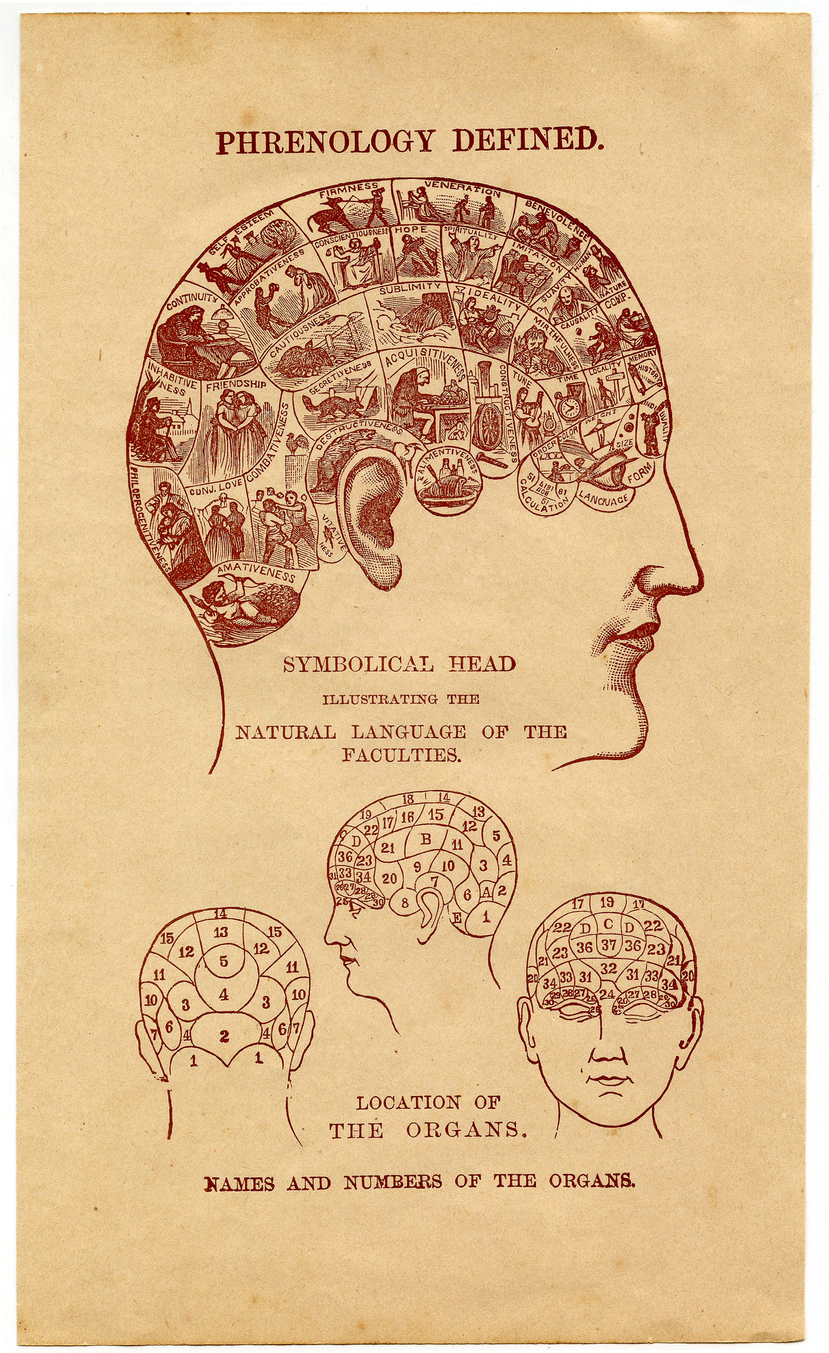 4 Vintage Phrenology Head Diagrams