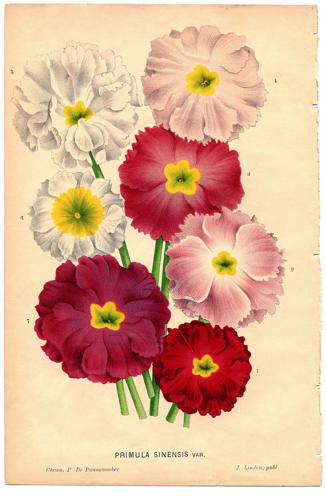 Antique Images Free Printable Botanical Flower Digita - vrogue.co