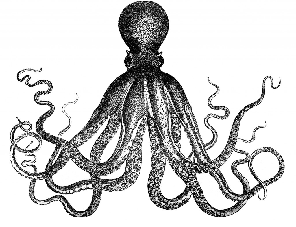 Vintage Octopus Image