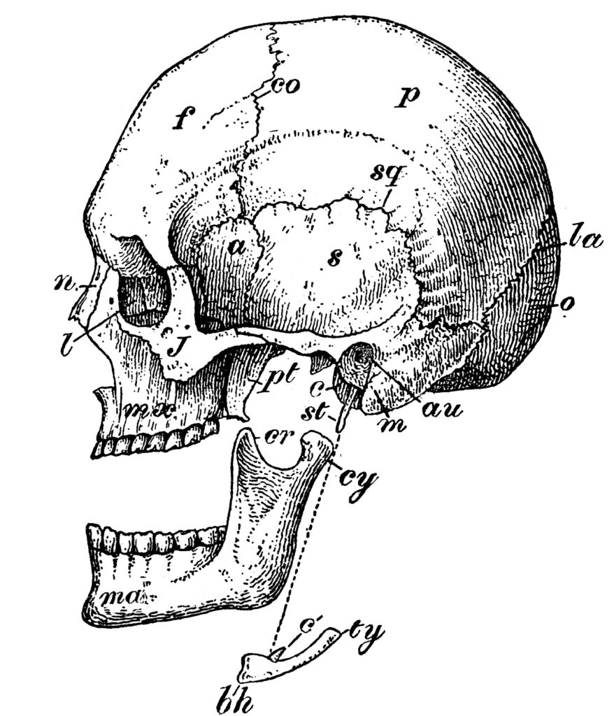 6 Skull Images - Vintage Anatomy Clip Art - Bones - The ...