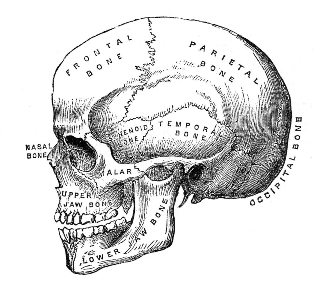 6 Skull Images - Vintage Anatomy Clip Art - Bones