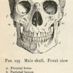Vintage Anatomy Skull Image