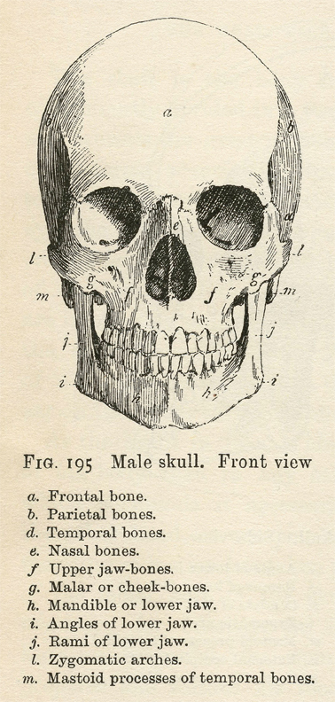 Fragmented Human Skull - Vintage Anatomy Print Drawing by Vintage