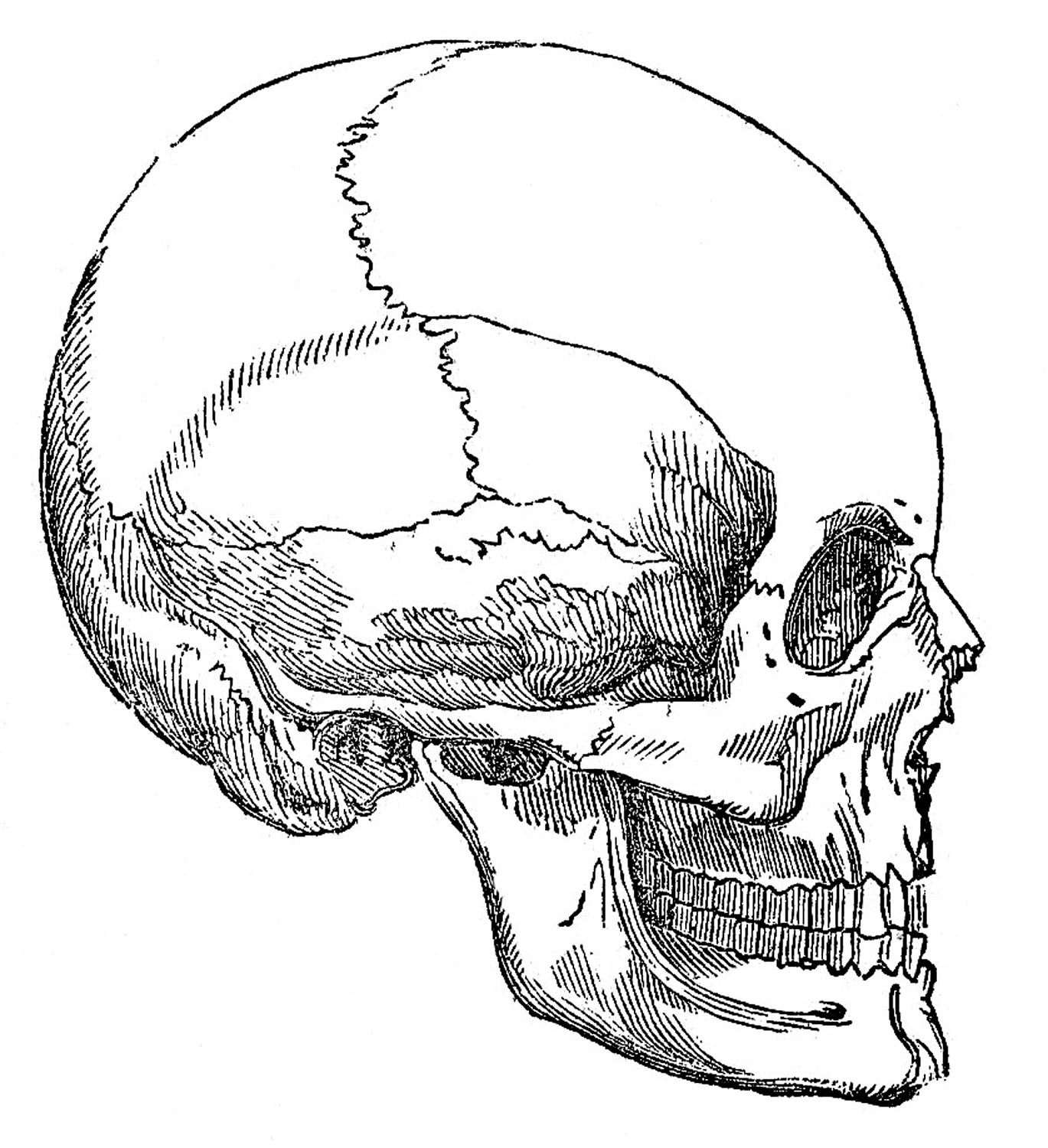skull clip art