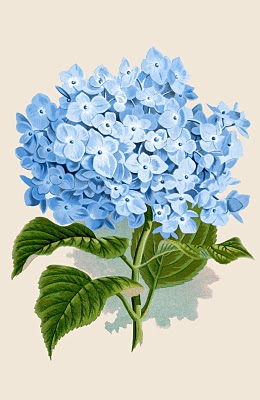 Blue Hydrangea flower