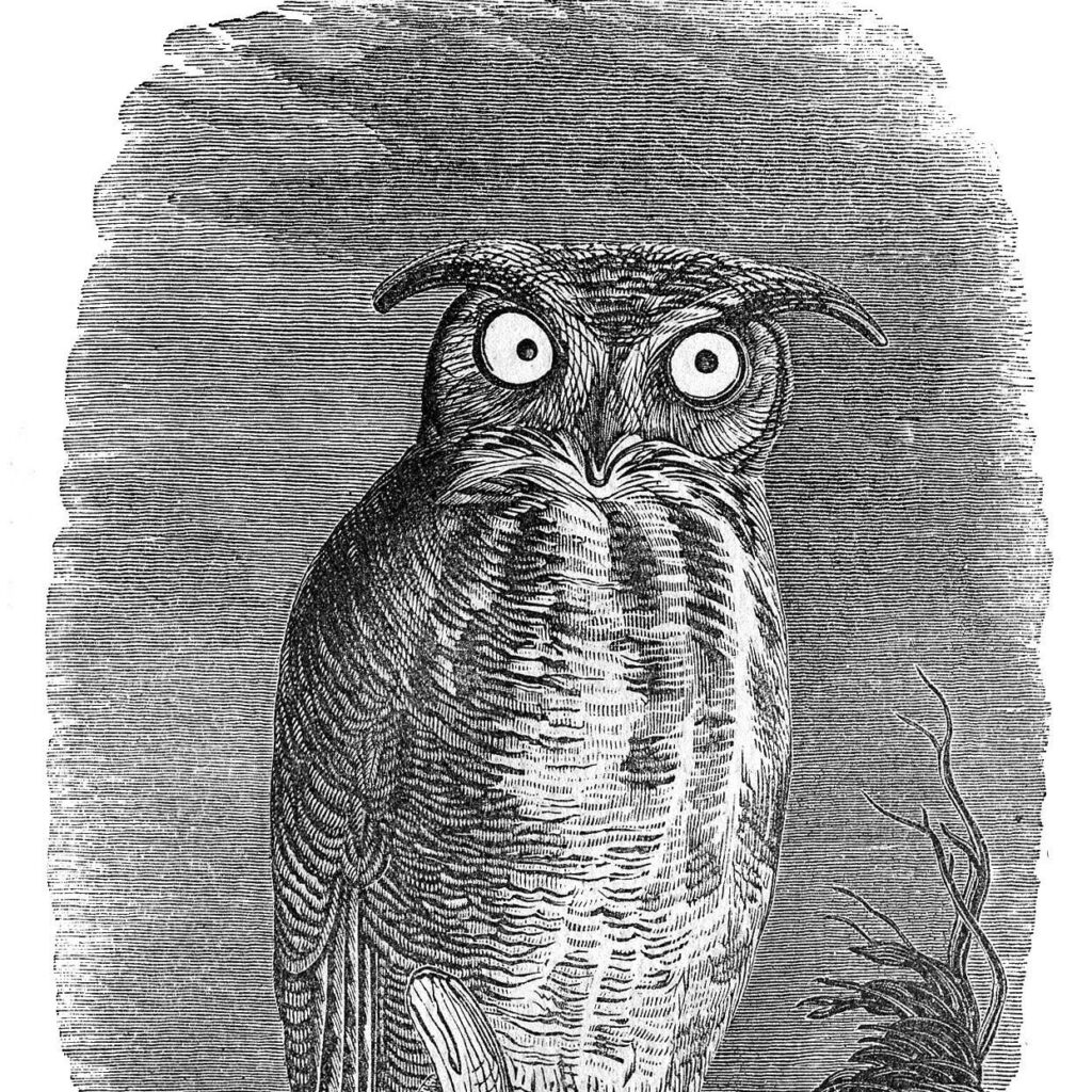 Spooky Owl Engraving