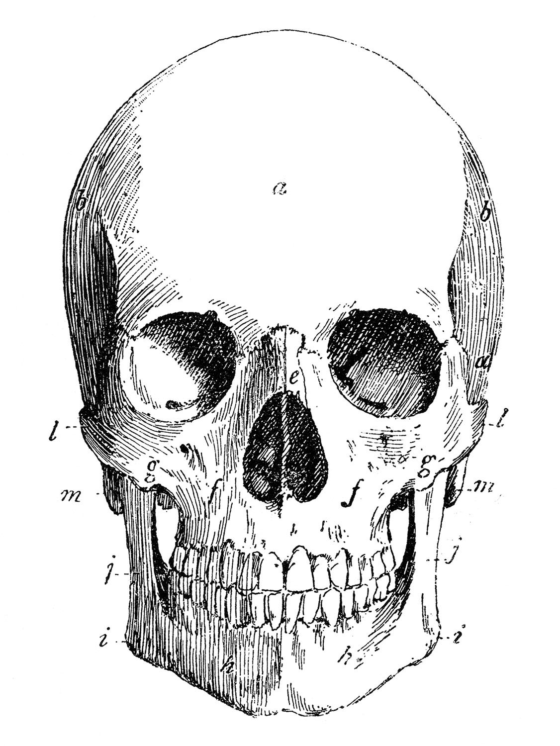 halloween skeleton head clipart