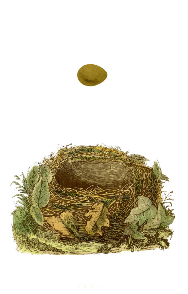 Nest and Egg Morris Print