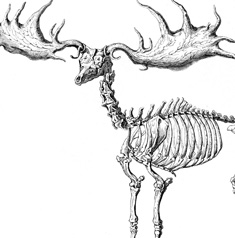 Skeleton of Elk Animal