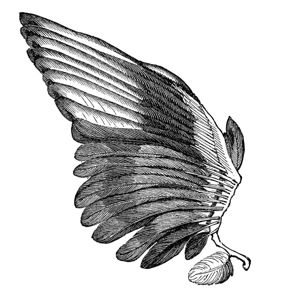 Angel Wings Clipart Left