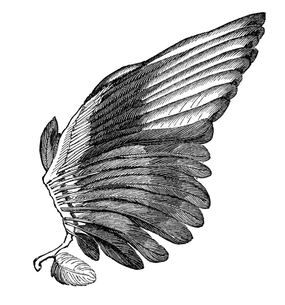 Angel Wings Clipart Right