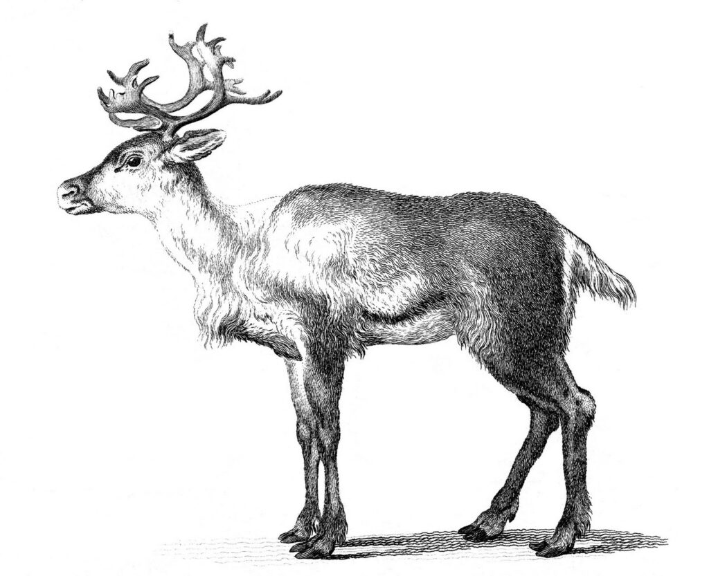 Black and White image of Reindeer 