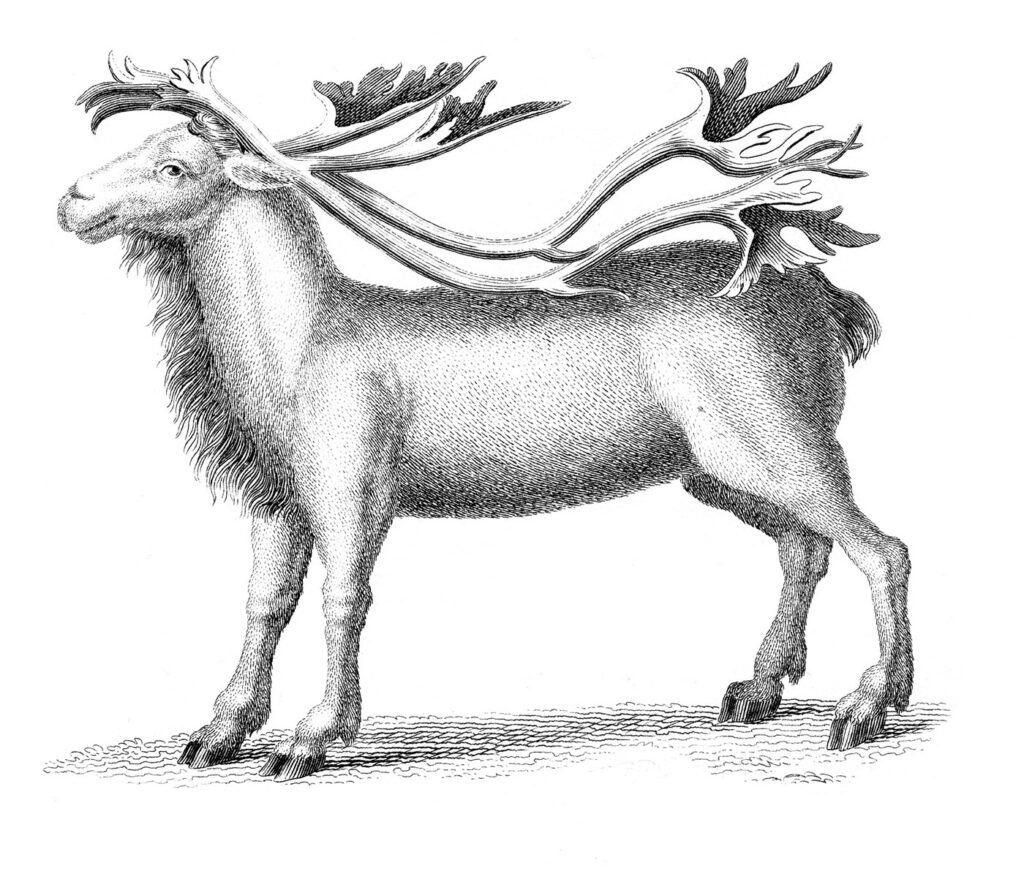Black and White Reindeer Image with long horns