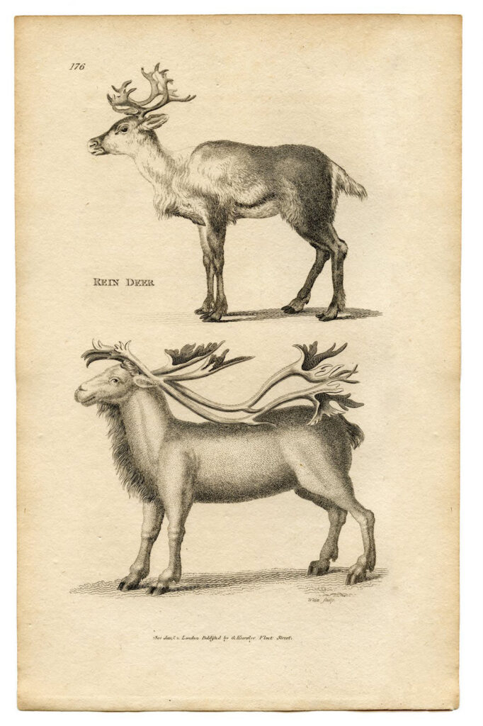 Natural History Reindeer Printable with 2 Reindeer