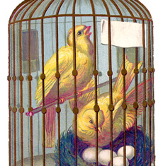 Canary Bird Cage Image