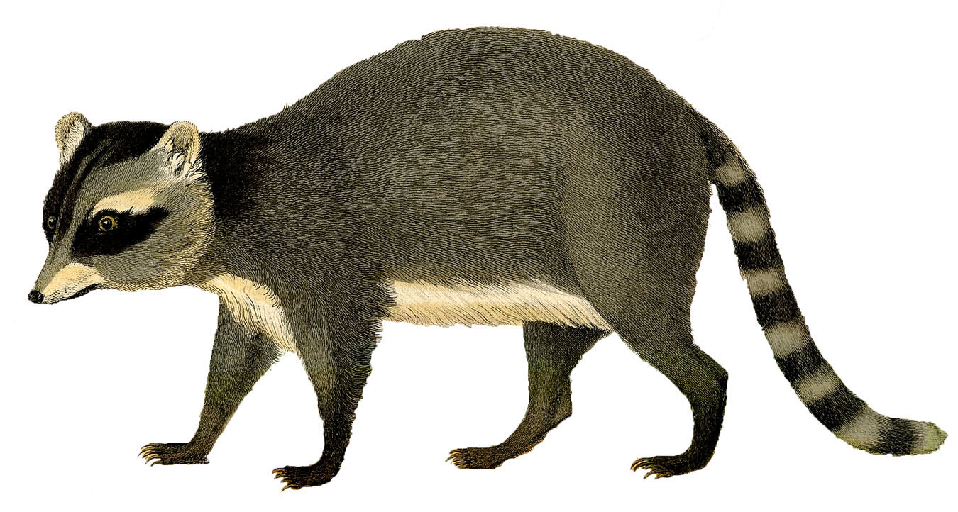 Raccoon Image