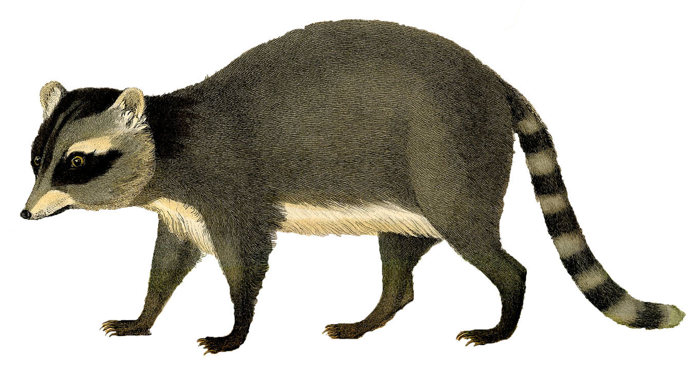 raccoon illustration vintage