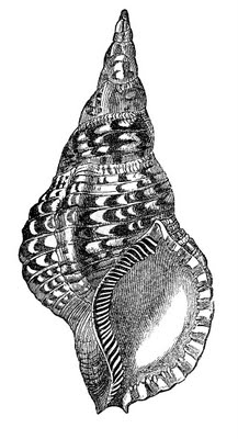 Natural History Clip Art - Seashells - The Graphics Fairy