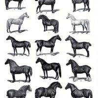 Horses Vintage Poster