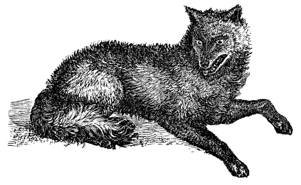 Wolf Clipart Image lying on grass
