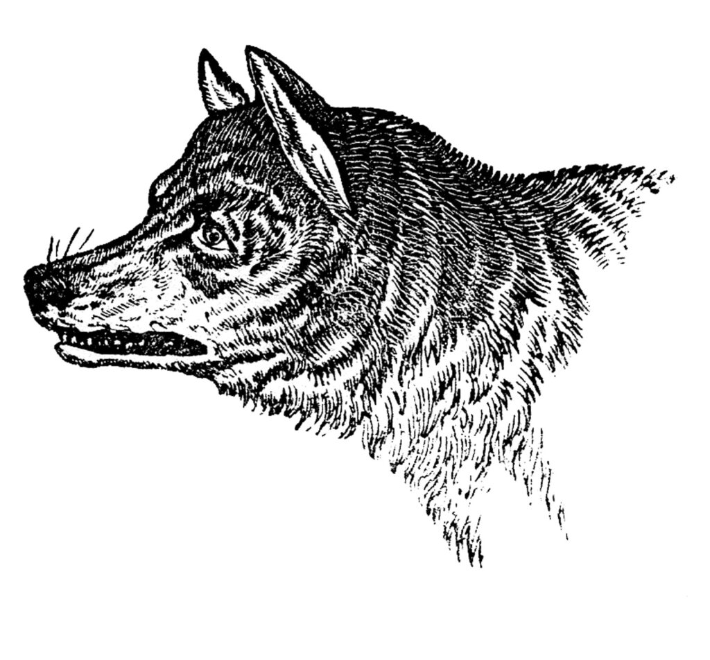 Wolf Head Clipart Picture