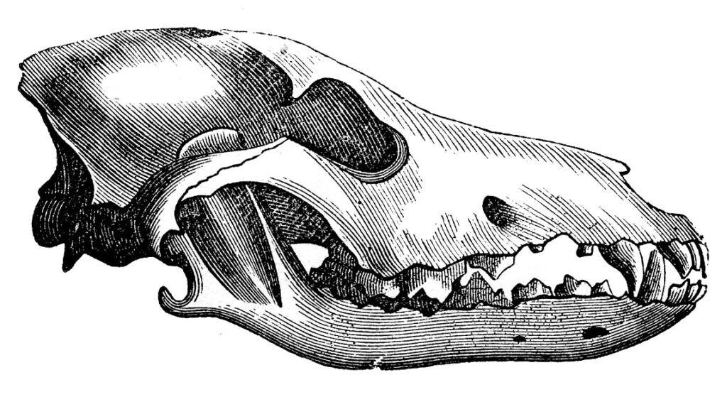 Wolf Skull Clipart 