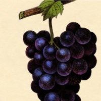 Image of Purple Grapes