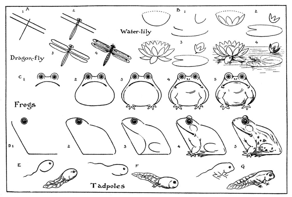 How to Draw a Frog Practice Sheet