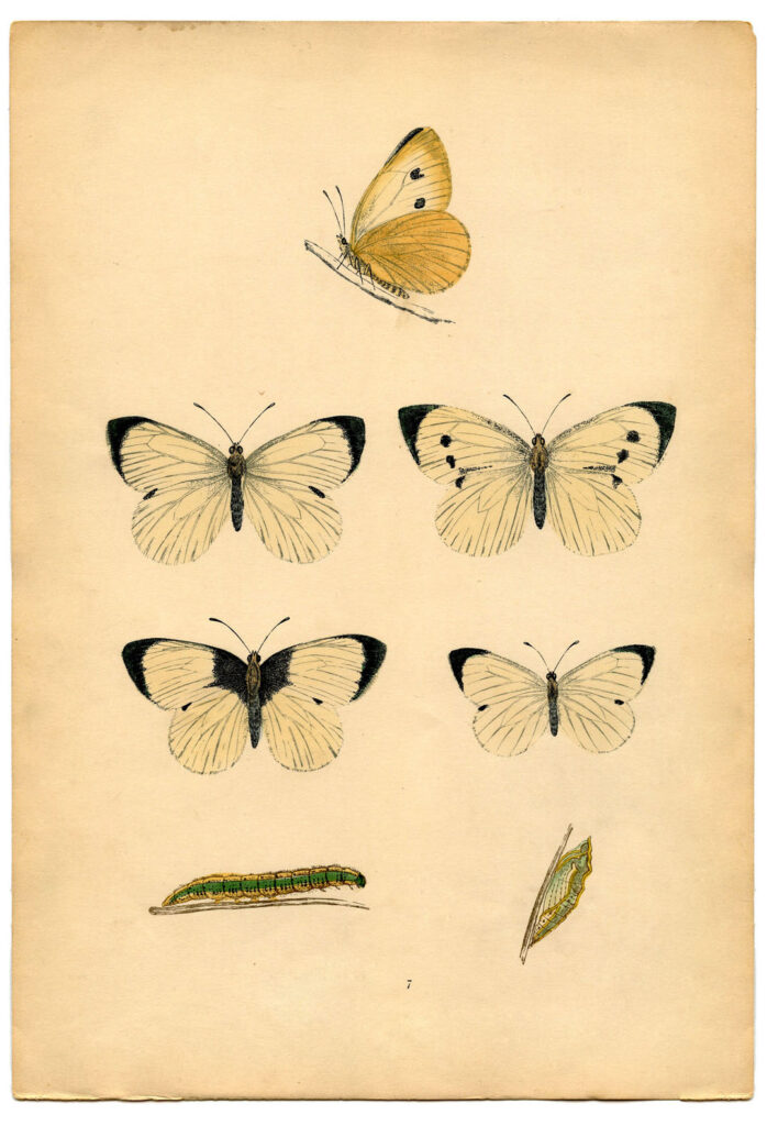Old Print with White Butterflies