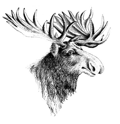 moose head clip art