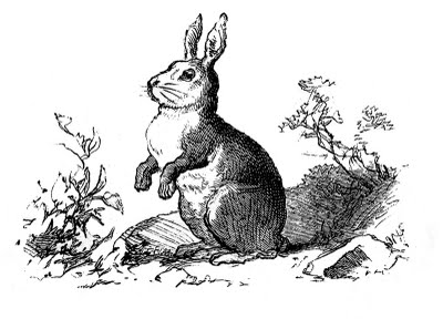 Vintage Clip Art - Precious Bunny Engraving - The Graphics Fairy