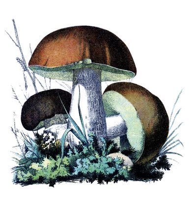 Vintage Botanical Graphics Mushrooms The Graphics Fairy